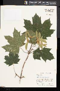 Acer platanoides image