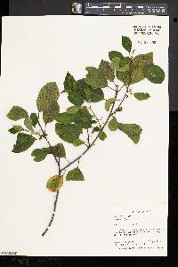 Frangula alnus image