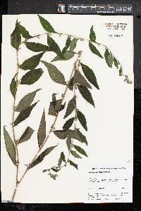 Lithospermum latifolium image