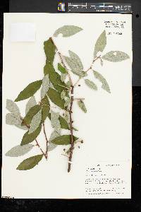 Elaeagnus umbellata image