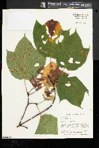 Acer pensylvanicum image