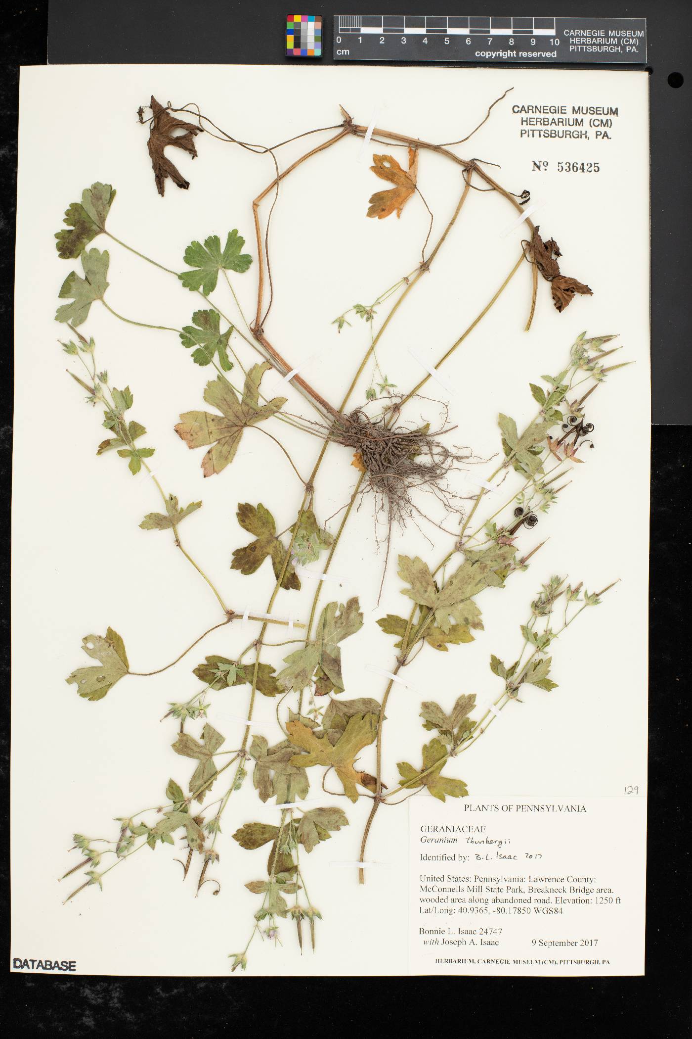 Geranium thunbergii image