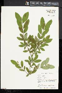 Ligustrum obtusifolium image