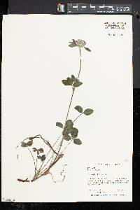 Trifolium hybridum image