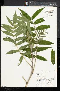 Rhus typhina image