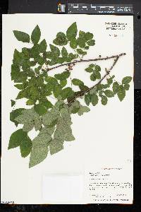 Zanthoxylum americanum image