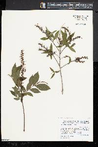 Leucothoe racemosa image