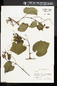 Vitis vulpina image