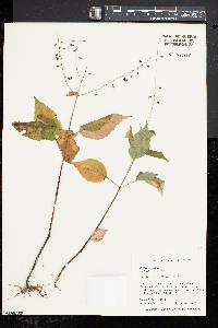 Circaea canadensis image