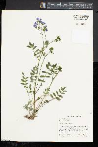 Polemonium reptans image