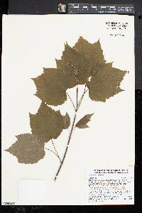 Acer spicatum image