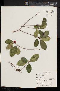 Gaultheria procumbens image