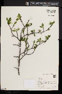 Ilex mucronata image