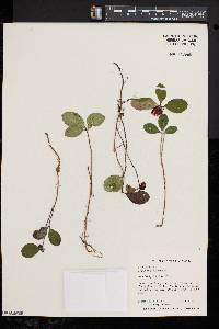 Gaultheria procumbens image