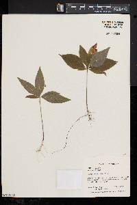 Trientalis borealis image