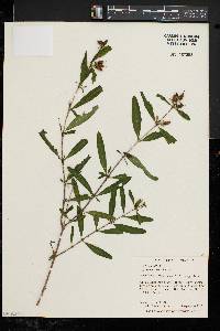 Hypericum prolificum image