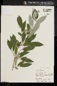 Elaeagnus umbellata image