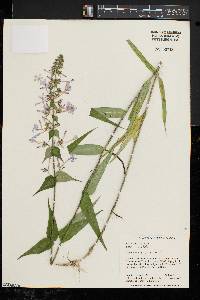 Phlox maculata image