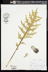 Acanthus spinosus image