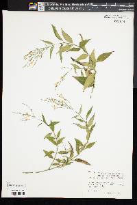 Peristrophe hyssopifolia image