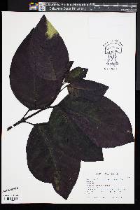 Pseuderanthemum carruthersii image