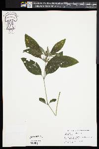 Ruellia caroliniensis image