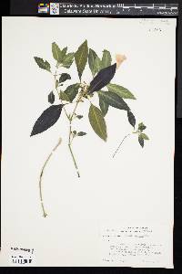 Ruellia makoyana image