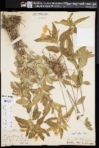 Ruellia strepens image