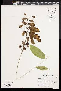 Thunbergia mysorensis image