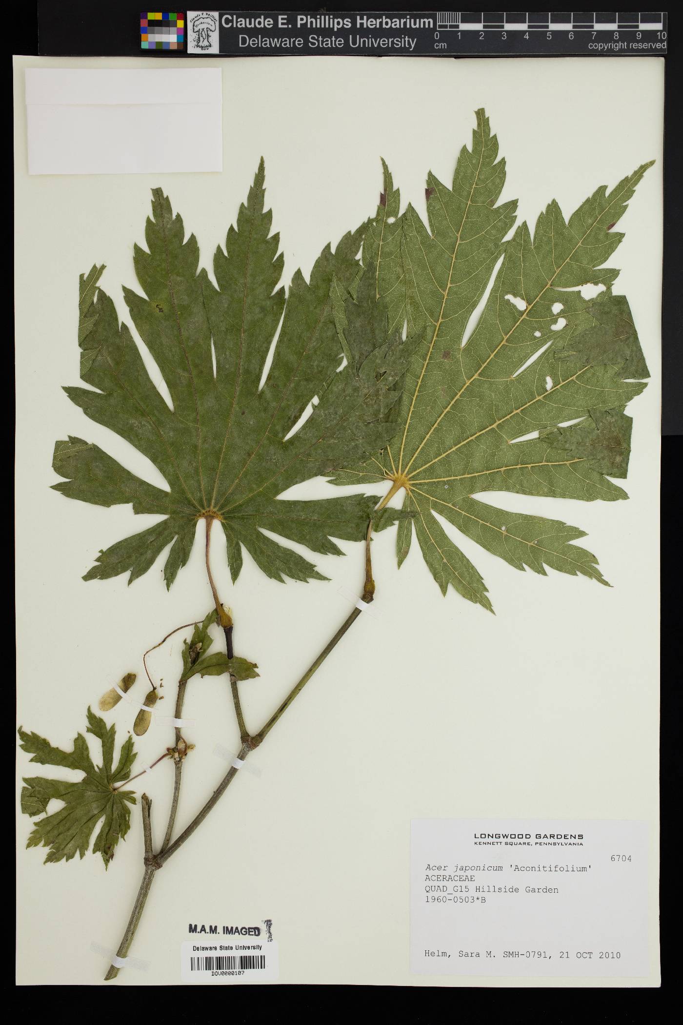 Acer japonicum image