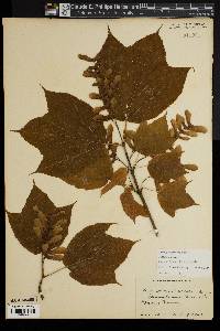 Acer pensylvanicum image