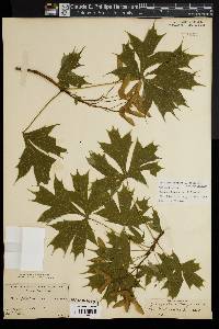 Acer platanoides image