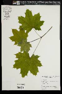 Acer platanoides image