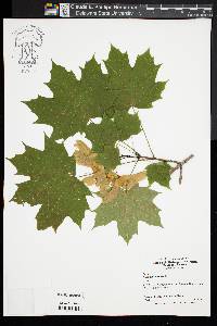 Acer platanoides image