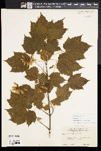 Acer spicatum image