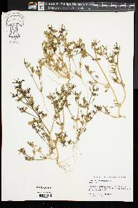 Sesuvium maritimum image