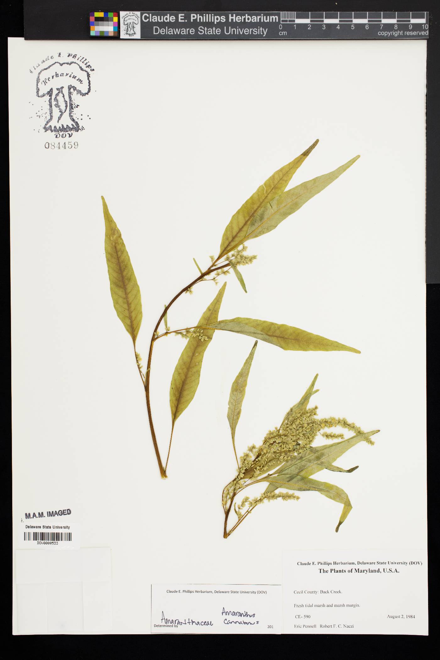 Amaranthus cannabinus image