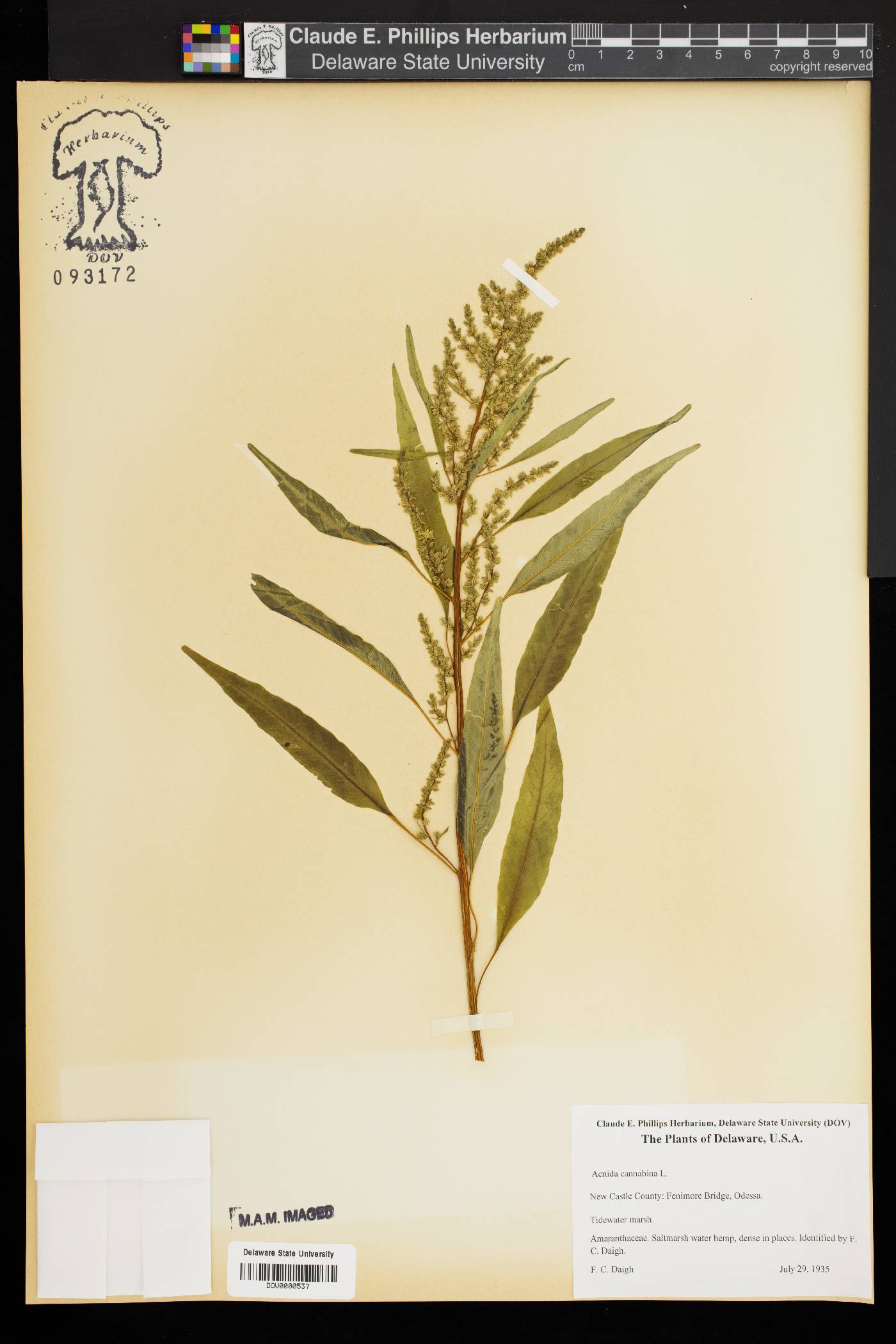 Amaranthus cannabinus image