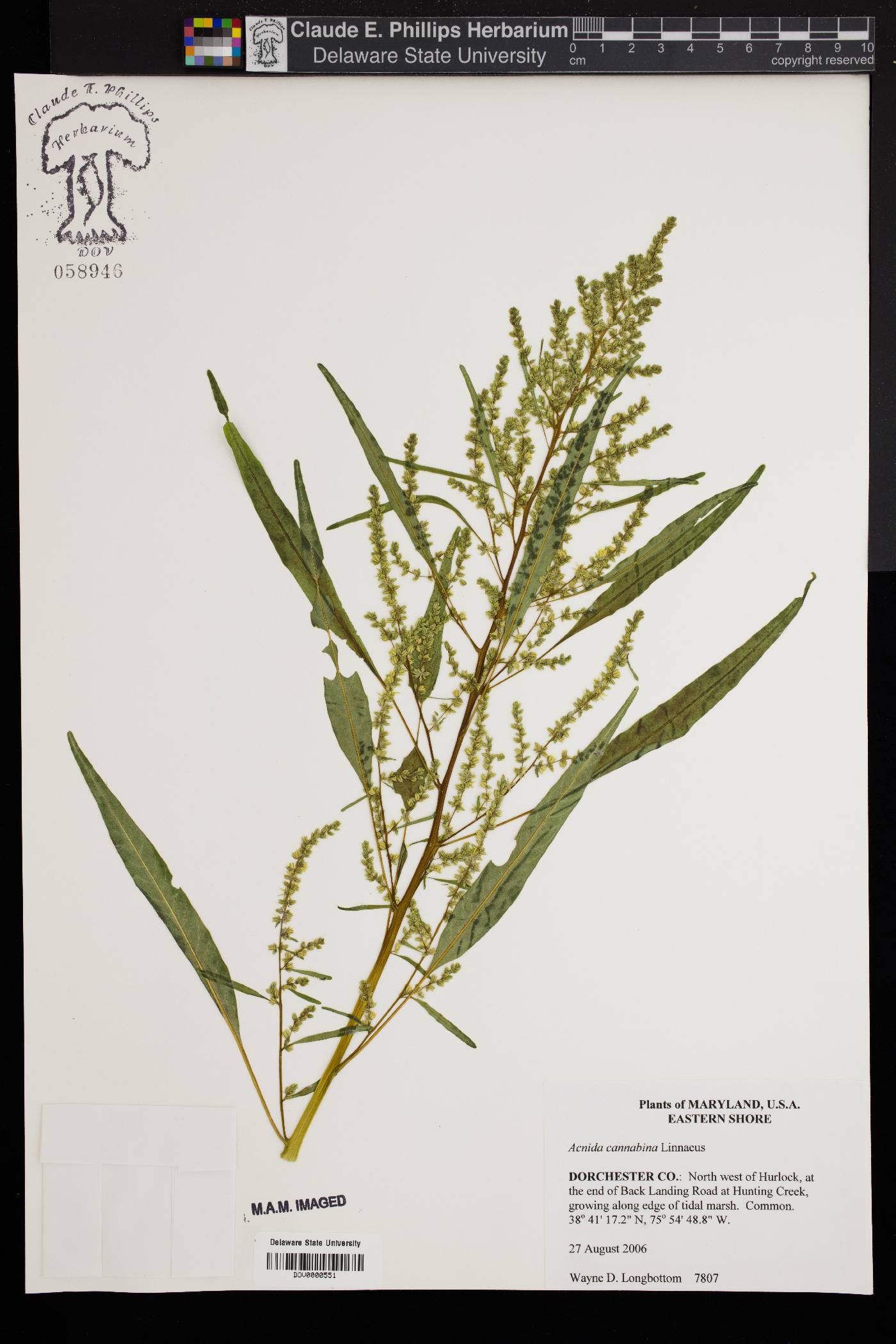 Amaranthus cannabinus image