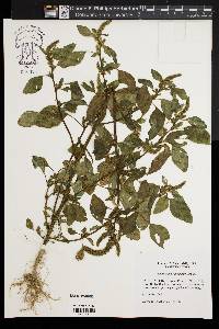 Amaranthus retroflexus image