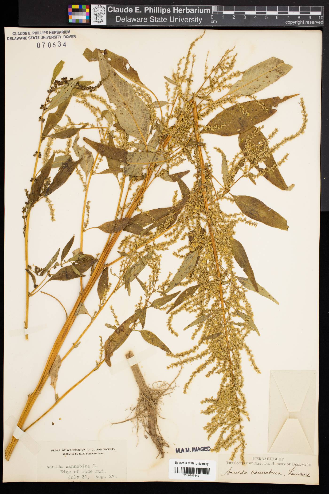 Amaranthus cannabinus image