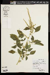 Amaranthus spinosus image