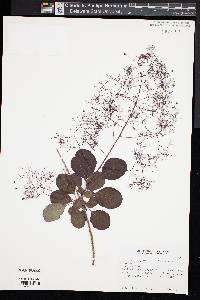 Cotinus coggygria image