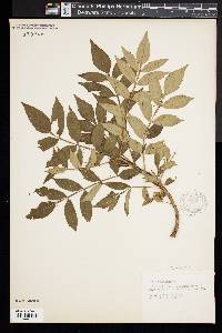 Rhus copallinum image