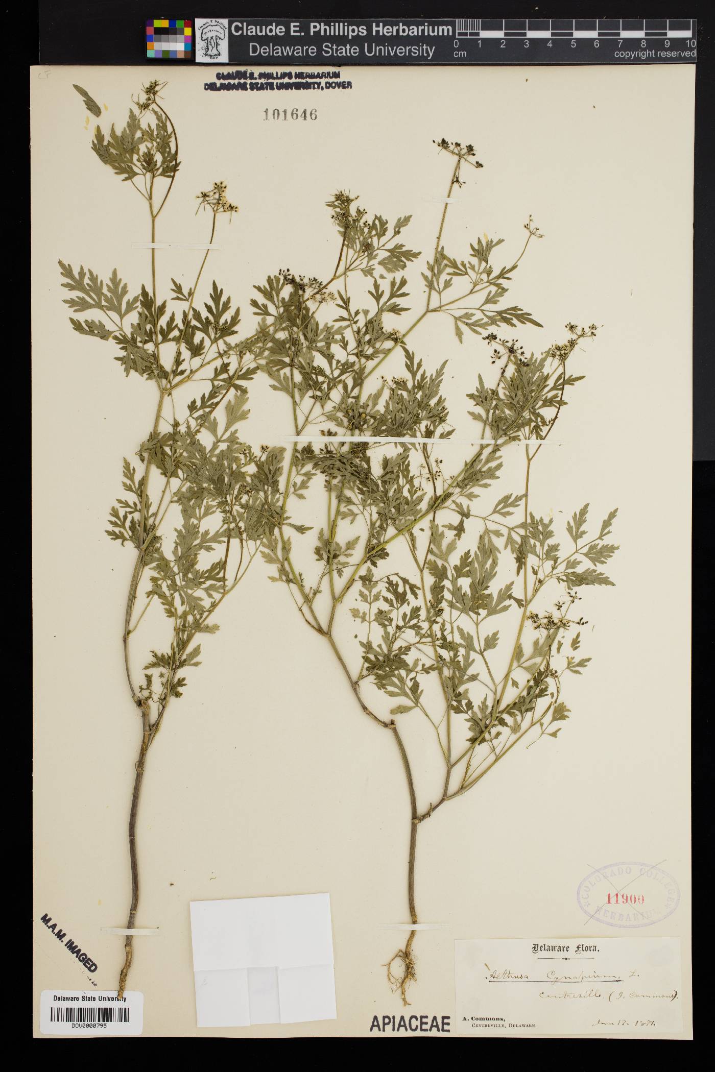 Aethusa cynapium image