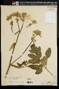 Angelica villosa image