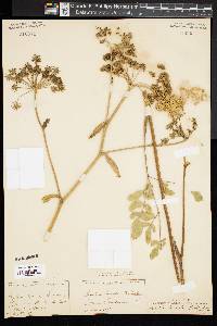 Angelica villosa image