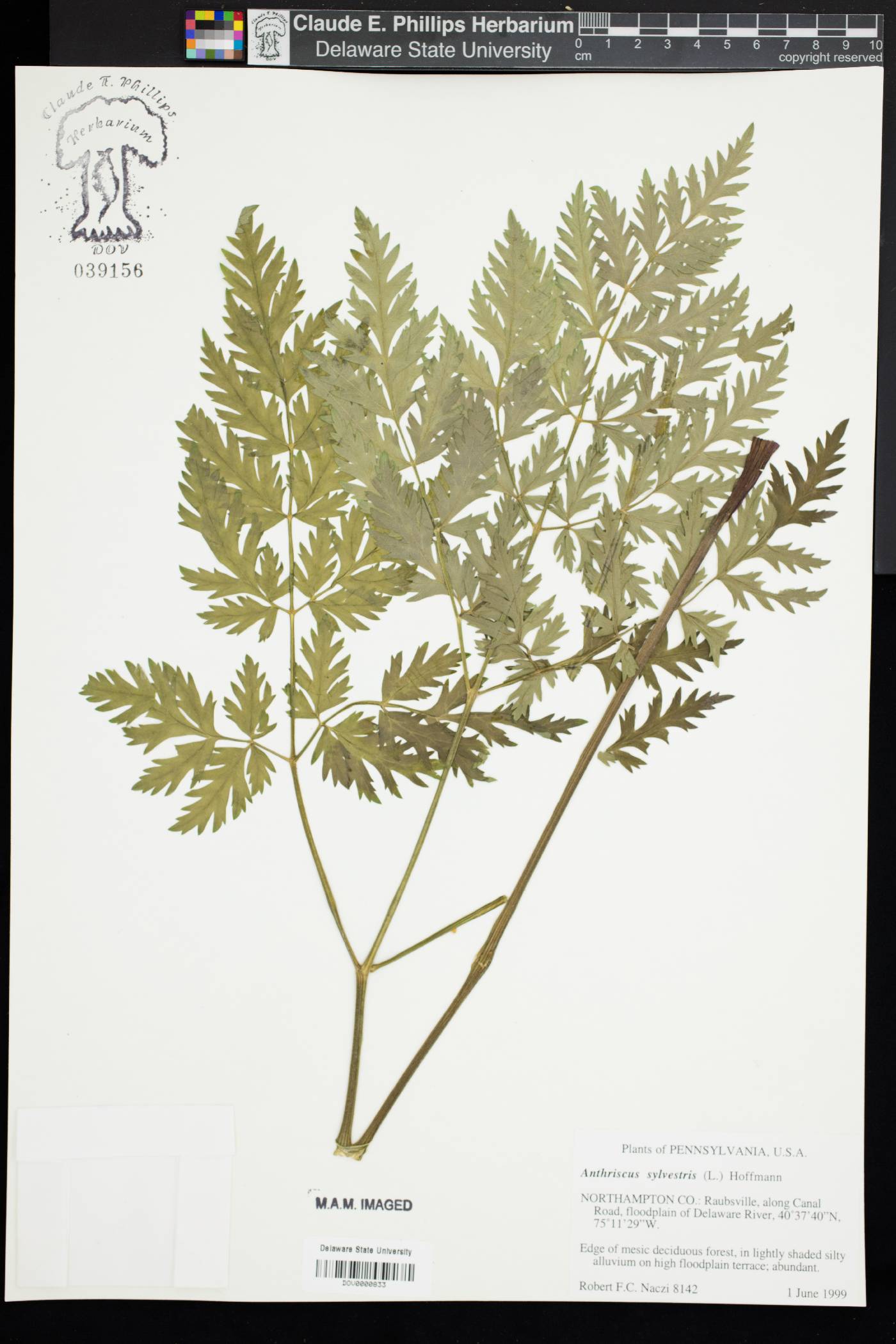 Anthriscus sylvestris image