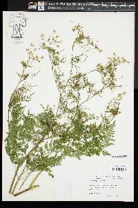 Chaerophyllum bulbosum image