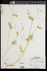 Chaerophyllum procumbens image